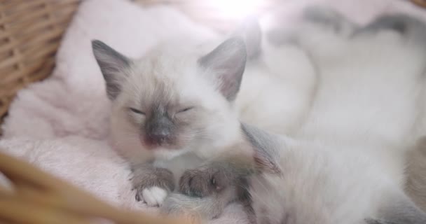 Tailandés gato siamés gatitos dormir poco gatitos en un cesta — Vídeos de Stock