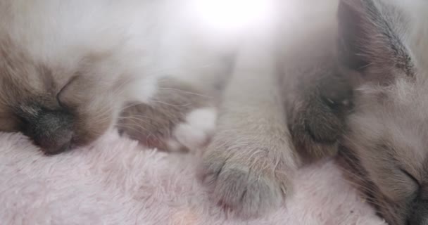 Тайські кішки сіамські кошенята сплять у кошику. Закрийся. камери. — стокове відео