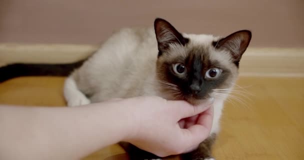 Ich betrachte die süße thailändische Katze, die sich angenehm entspannt und glücklich fühlt, wenn sie von einem Besitzer siamesisch gekuschelt wird. Nahaufnahme — Stockvideo