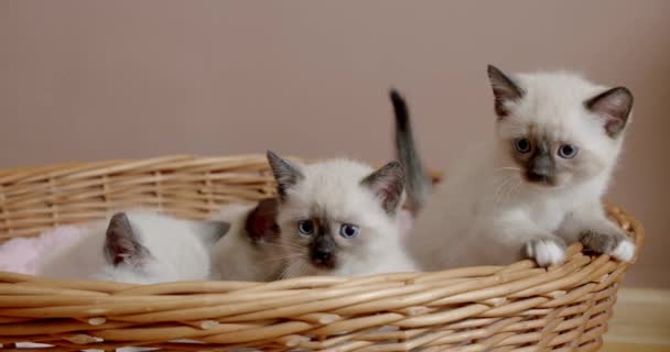 Thaise kat Siamees kitten stapt uit de mand en kijkt naar de camera — Stockvideo