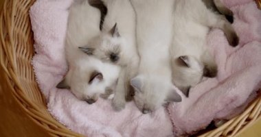 Dört küçük Tayland kedisi siyam kedisi bir sepetin içinde küçük kedi yavruları uyur. Geniş açı