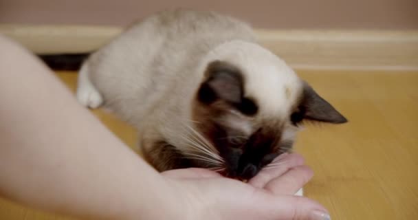 Πρώτη πρόσωπο άποψη του χαριτωμένο Ταϊλάνδης Η γάτα τρώει από το χέρι ιδιοκτήτη του. Κλείσε. — Αρχείο Βίντεο