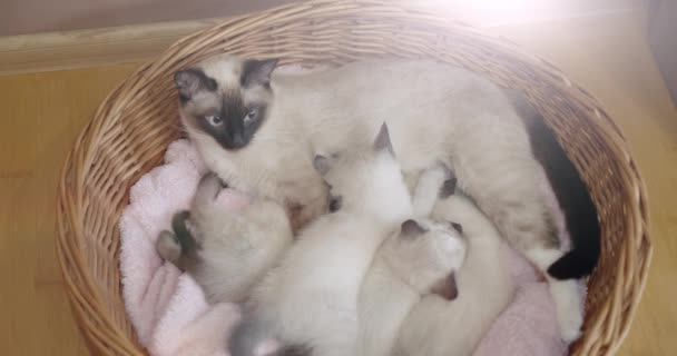Тайська кішка Сіамезе мама лежить зі своїми кошенятами у кошику. — стокове відео