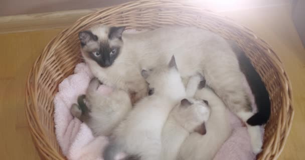 Gato tailandês Siamese Mom encontra-se com seus gatinhos na cesta mover câmera — Vídeo de Stock