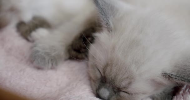 De cerca. Gato tailandés Gatitos siameses duermen gatitos pequeños en una cesta. cámara de movimiento — Vídeos de Stock