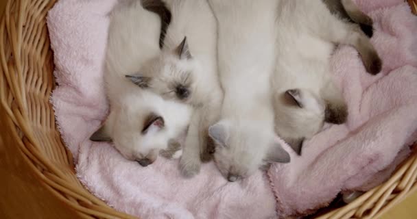 4匹の小さなタイの猫シアメーズ子猫はバスケットの中で小さな子猫を眠ります。ワイドショット — ストック動画