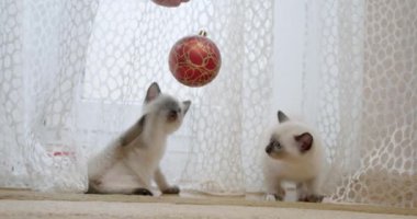 İki küçük kedi yavrusu bir topla oynuyor, Siyam kedileri.