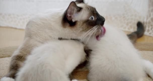 Мама кошка облизывает язык своих котят, сиамских котят — стоковое видео