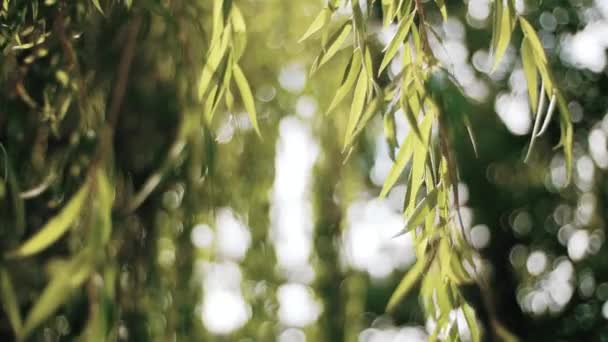 Οι καλοκαιρινές ακτίνες μέσα από τα φύλλα και τα κλαδιά του δέντρου της ιτιάς. Χρυσή ώρα — Αρχείο Βίντεο