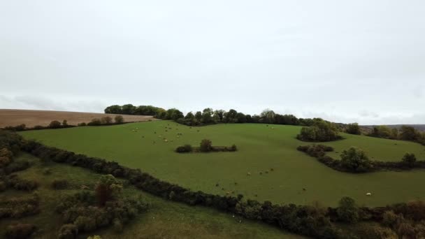 Mosca aérea sobre a vista de um grande grupo de vacas que pastam em um campo em um pasto de montanha — Vídeo de Stock