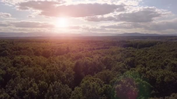 Aerial Drone View: Flight over pine tree forest in sunset soft light. Mountain range in background. Nature, travel, holidays. — Stock Video