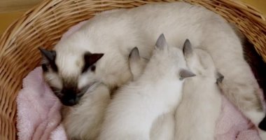 Tayland kedisi siyam anne sepette dört yavrusuyla yatıyor.,
