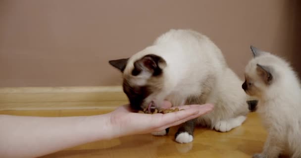 Schattig Thais kattenvoer uit de hand van een eigenaar Siamees. Sluiten. — Stockvideo