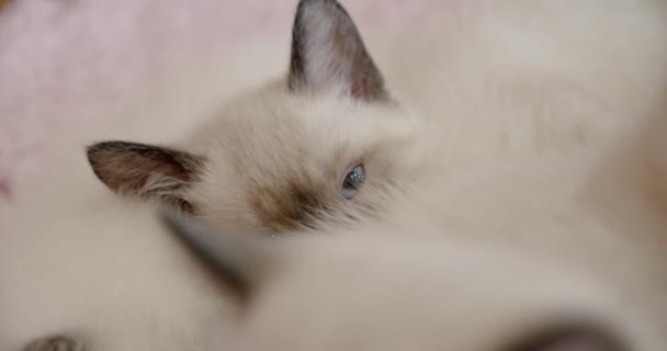 Gatinhos siameses de gato tailandês dormem, gatinhos pequenos em uma cesta. Fechar — Vídeo de Stock