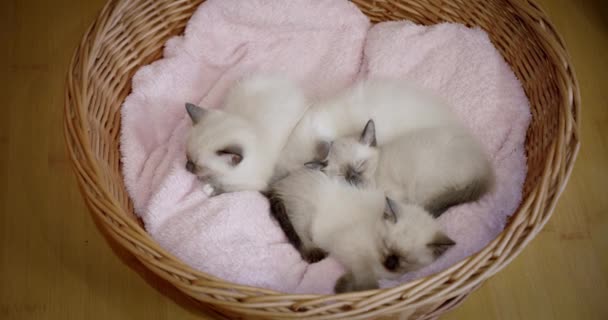 Тайські кішки сіамські кошенята сплять у кошику. Камера повороту — стокове відео