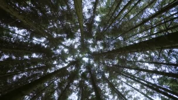 Alsó kilátás a nap keresztül magas törzs fenyőfák zöld erdőben a természetben. Forgassa el a kamerát