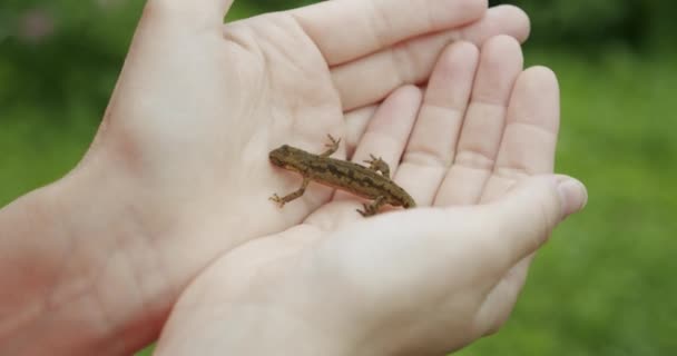 Um homem tem um lagarto na mão — Vídeo de Stock