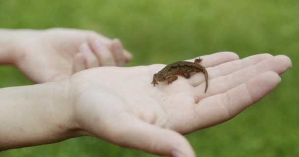 Uma mulher segura um lagarto na mão — Vídeo de Stock