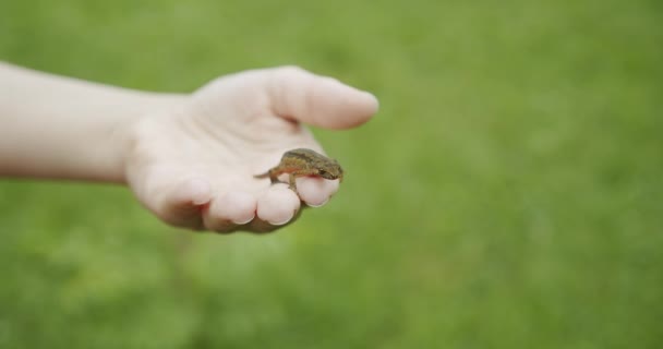 Eine weibliche Hand hält eine Eidechse in der Hand, die Eidechse blickt in die Kamera — Stockvideo