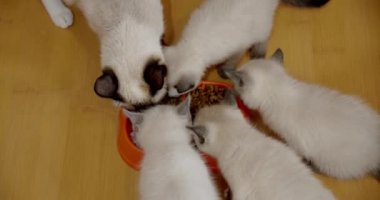 Taylandlı anne kedi ve bebeğinin mutfak zeminindeki metal kaselerden kuru evcil hayvan yiyeceği yemesini izleyebilirsiniz. Siyam Dili