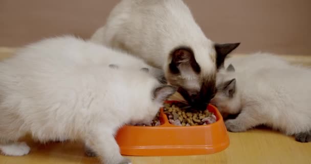 Uitzicht van Thaise moeder kat en haar peuter het eten van droge huisdier voedsel uit metalen kommen op de keukenvloer. Siamees — Stockvideo