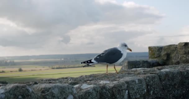 A gaivota vai para as rochas. Vista de perto de gaivotas de pássaros brancos — Vídeo de Stock