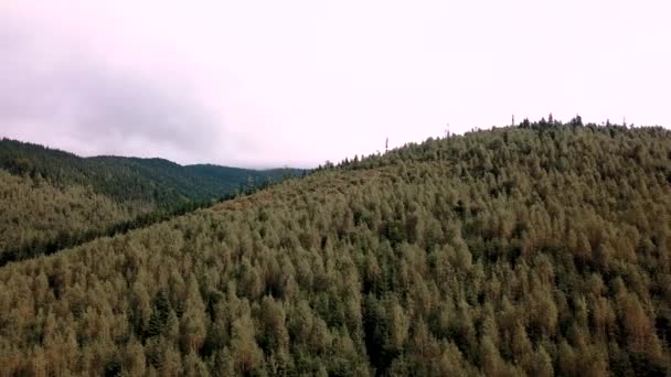 空中の山の風景の中に美しい緑の森の上を飛んで、中間ショット — ストック動画