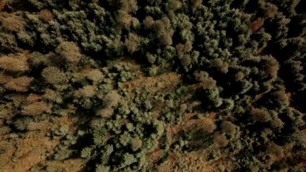 Latanie nad pięknym zielonym lasem w górskim krajobrazie, Widok z góry — Wideo stockowe