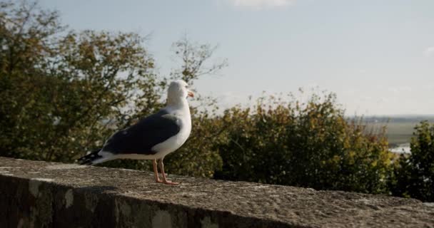 Racek stojí na kamenných kamenech plotu. Zblízka pohled na racky bílé ptáky. snímek fotoaparátu — Stock video