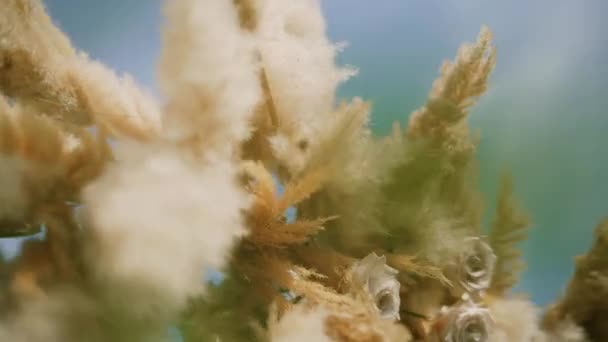 Pampas grass. arch design, wedding decor element. close up — Stock video