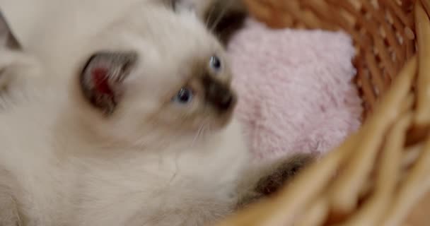 Тайська кішка сіамські кошенята з блакитними очима. Зачиніть. — стокове відео
