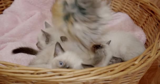 Тайський кіт Сіамські маленькі кошенята лежать у кошику і бавляться з іграшкою. — стокове відео