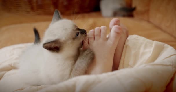 Chat thaïlandais petit chaton siamois joue avec ses doigts sur le pied des bébés — Video