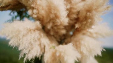 Pampas çimlerini kapatın. Çimenler rüzgarda savruluyor. Bitkiler rüzgarda yavaşça hareket eder. Yavaş çekim.