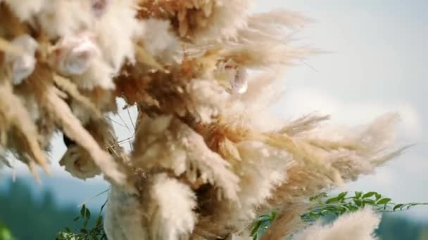 Pampas grass. arch design, wedding decor element. slow motion close up. — Stock Video