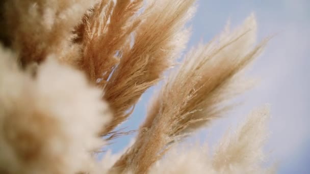 Pampas gras. Sluit het gras schommels in de wind. planten bewegen langzaam in de wind. slow motion — Stockvideo