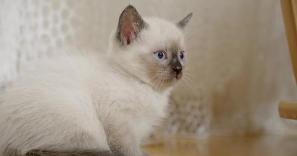 One Thai Siamese kitten cat sitting on the floor — Stock Video