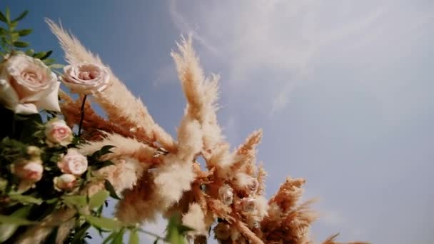 Pampas otu. Çimenler rüzgarda savruluyor. Bitkiler rüzgarda yavaşça hareket eder. yavaş çekim — Stok video