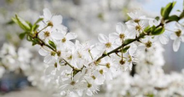 Beyaz Çiçekler Kiraz Çiçeği Ağacı Çiçeği Çiçeği. Kapat.