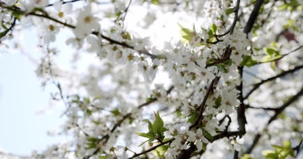 Fleurs blanches Cerisier fleurissant Arbre à fleurs. Plan médian — Video