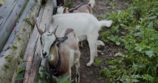 Portré kecske áll egy fából készült kerítés mögött egy gazdaság, kecskefarm, — Stock videók