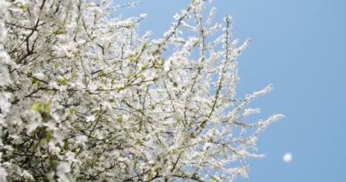 Mavi arka planda beyaz çiçekler açan kiraz ağacı.