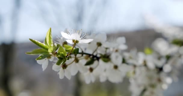 Nahaufnahme, Weiße Blumen Kirschblütenbaum blüht auf blauem Hintergrund — Stockvideo
