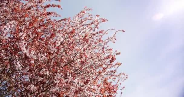 벚꽃 이 핀 벚꽃, 바람 이 세게 불어 배경 이 온통 뒤덮여 있다. 분홍빛 사쿠라 꽃 — 비디오