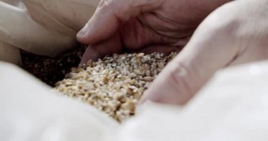 Bira fabrikasında arpa tohumlu usta bira üreticisinin elleri. Yavaşça kapat.