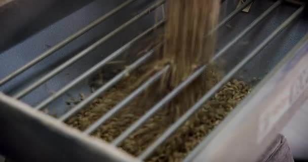 Chiudete. I chicchi di malto sono finemente macinati per la produzione di birra — Video Stock