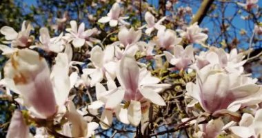 Mavi gökyüzünün altında çiçek açan beyaz manolya ağacı. Rüzgardaki bahar manolyası çiçekleri. Kapat.