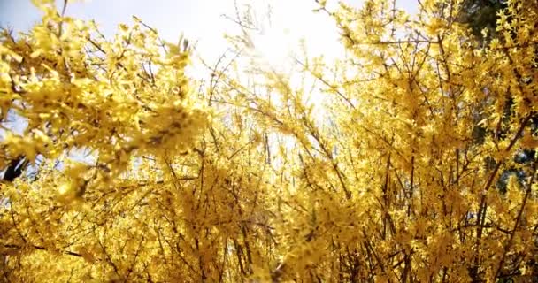 Forsythia florece frente al cielo azul. Campana dorada, floreciendo en el arbusto del jardín de primavera, luz del sol . — Vídeos de Stock