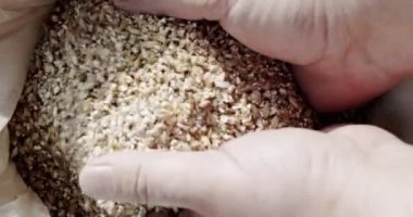 Bira fabrikasında arpa tohumlu usta bira üreticisinin elleri. Ağır çekim Üst Görünümü Kapat