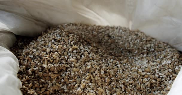 Медленное движение Руки мастера пивовара с семенами ячменя на пивоваренном заводе. Закрыть Медленное движение — стоковое видео